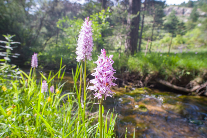 Prstnatec Fuchsův pravý (Dactylorhiza fuchsii)