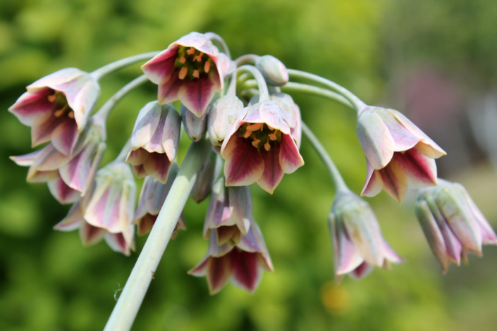 Česnek sicilský (Allium siculum nebo Nectaroscordum siculum)