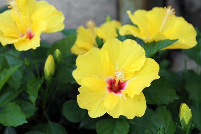 ibišek čínský (Hibiscus rosa-sinensis) 