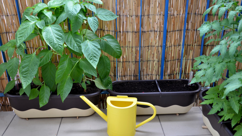 Pokud máte balkon na jižní stranu, můžete si pořídit lehkou rohož na zastínění rostlin