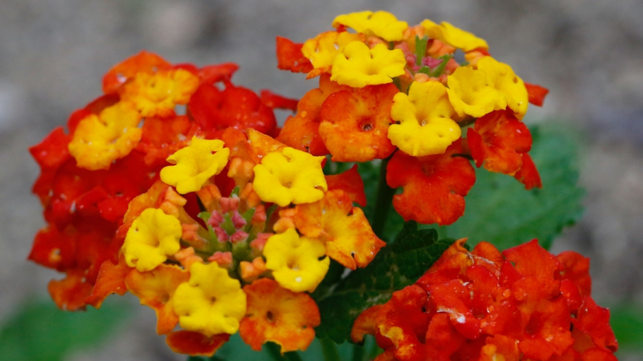 Libora měňavá, lantana (Lantana camara)