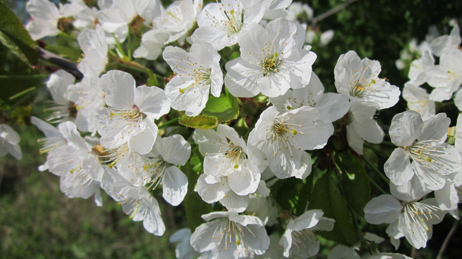 Višeň (Prunus cerasus)