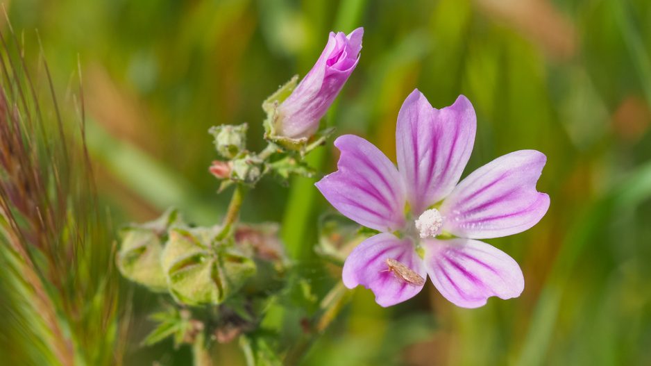 Sléz přehlížený (Malva neglecta) 