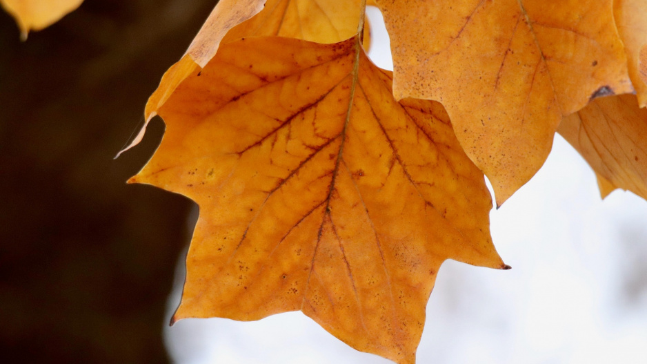 Liliovník tulipánokvětý (Liriodendron tulipifera)