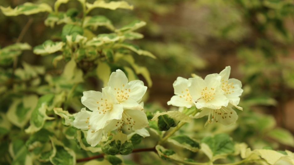 Pustoryl věncový (Philadelphus coronarius) 