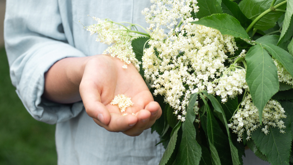 Černý bez (Sambucus nigra) 